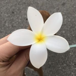 Meet your Posher, Holly